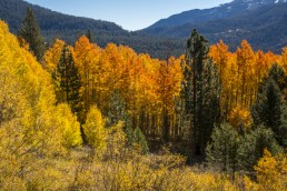 Aspen Trees - Fall Colors - HeartWork Photography Accessible Nature Outings - Copyright 2017 Rick Waller