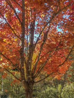 Fall Colors Tree - FREED Center For Independent Living - Traumatic Brain Injury group - Fall Colors - Group photo - Copyright 2019 HeartWork Photography