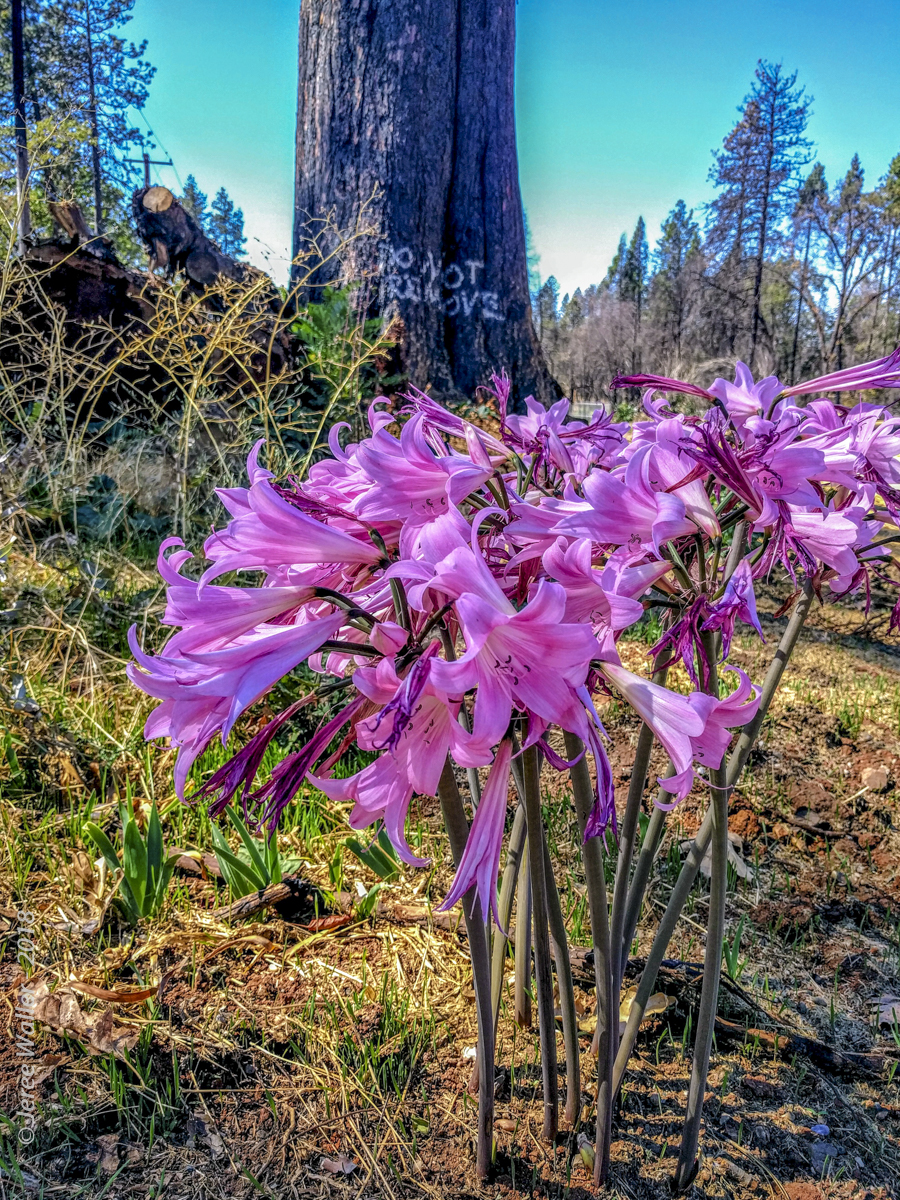 Camp Fire in Paradise CA Outing - Naked Lady flowers - Beauty from Ashes - Copyright 2018 HeartWork Photography