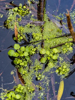 Pond Plants - SSU Fairfield Osborn Preserve - HeartWork Photography Org - © 2019 Rick Waller