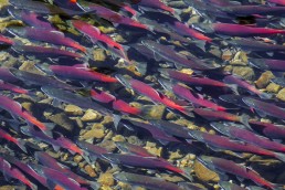 Salmon Spawning - Lake Tahoe -HeartWork Photography Accessible Nature Outings - Copyright 2016 Rick Waller