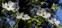 Dogwood Tree in Bloom - HeartWork Photography Accessible Nature Outings - Copyright 2017 Rick Waller
