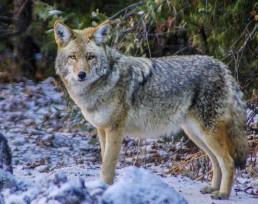 Coyote in Yosemite Valley - HeartWork Photography Accessible Nature Outings - Copyright 2017 Rick Waller